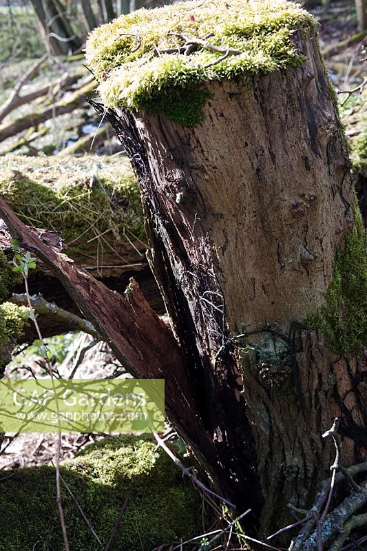Armillaria mellea (champignon de miel) poussant sur un vieux tronc d'arbre