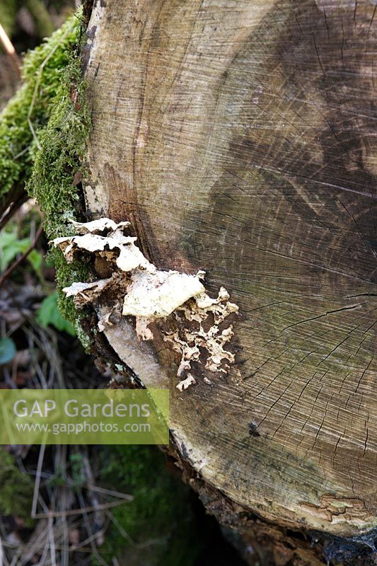 Polyporus squamosus (champignon de support) sur le tronc d'arbre