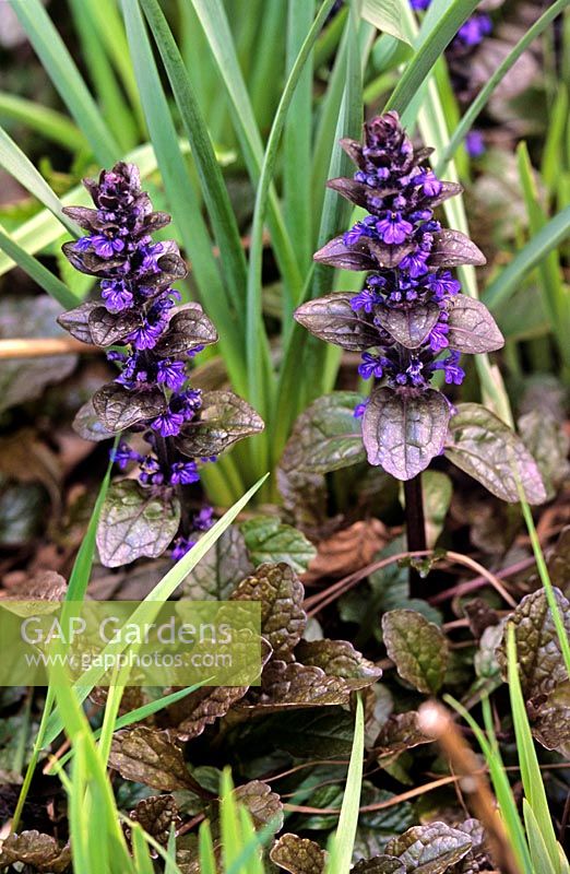 Ajuga reptans Bugle Close up de feuillage foncé avec des pointes de fleurs bleu violet