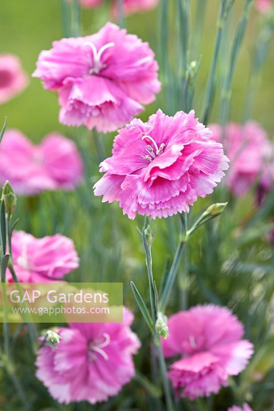 Dianthus Tickled Pink = 'Devon Pp 11' (Scent First Series)