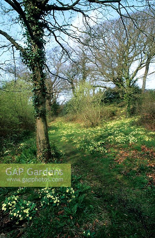 Primula vulgaris Primevères poussant en grands groupes dans les bois au début du printemps Originaire de Grande-Bretagne et d'Europe