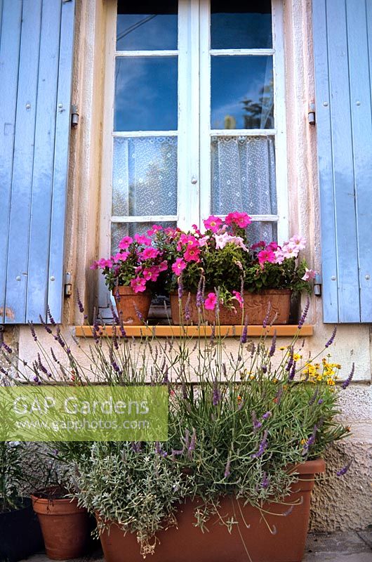 Jardinières en terre cuite fenêtre avec floraison rose Pétunia violet Lavender Maison de village dans les régions rurales de la France