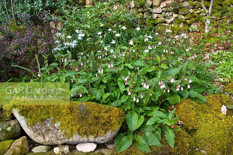 Symphytum (consoude) et Narcisse (jonquille) dans un parterre de printemps boisé. Mur de pierres sèches recouvert de mousse. Pépinière Abriachan