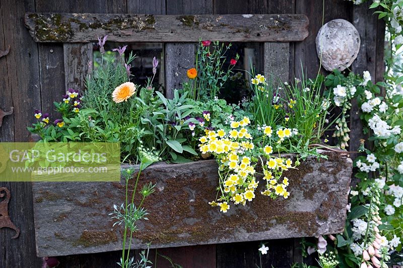 Jardinière en bois avec fleurs vivaces mixtes RHS Chelsea 2007