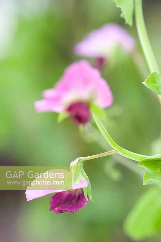 Pisum sativum variété Ezeta s Krombek Blauwschokker Disponible auprès de Tamar Organics Courtesy Heath Brown Garden for Change Garden