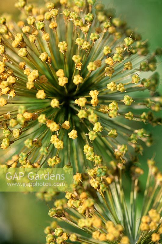 Allium christophii seedhead Globe tête de graine avec une coloration jaune à la fin de l'été