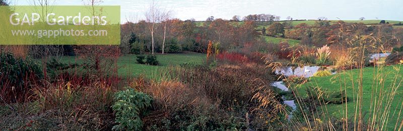Stipa gigantea Hellebores woodland arbres ornementaux champs de pelouse ruisseau aux étangs à Lady Farm Bristol