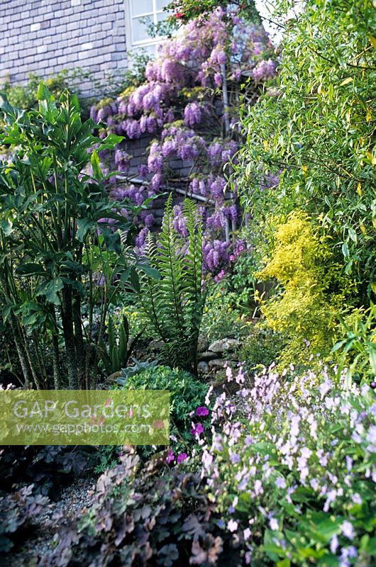 Wisteria sinensis grandir Crug Farm House mur dans jardin clos Plantation mixte d'arbustes vivaces plantes exotiques en gravier
