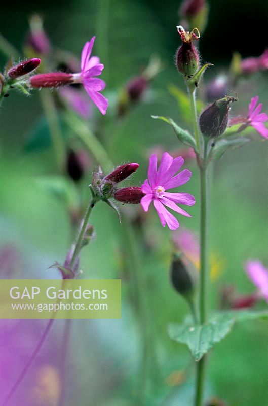 Silene dioica Red Campion Hestercombe Gardens Somerset
