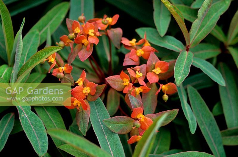 Euphorbia griffithii Fireglow Fleurs orange vif à feuillage vert à bleu Herb Nursery Rutland
