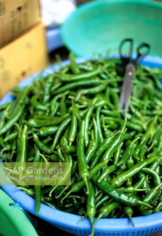 Gros tas de piments verts dans une passoire tourquoise en préparation pour la cuisson avec une paire de ciseaux Corée