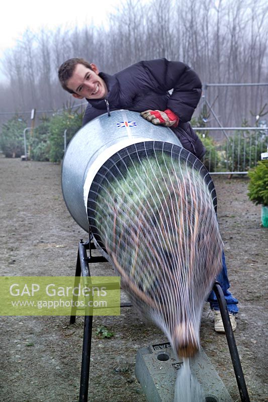 Arbre de Noël chargé dans la machine pour l'emballage dans une maille en plastique de protection à vendre