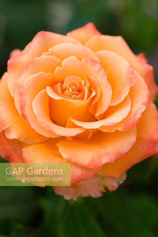 Rosa grandiflora 'Caraïbes'
