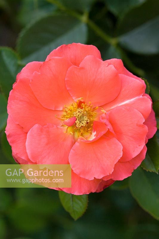 Rosa 'Marmalade Skies' (floribunda semi-double de Meilland)