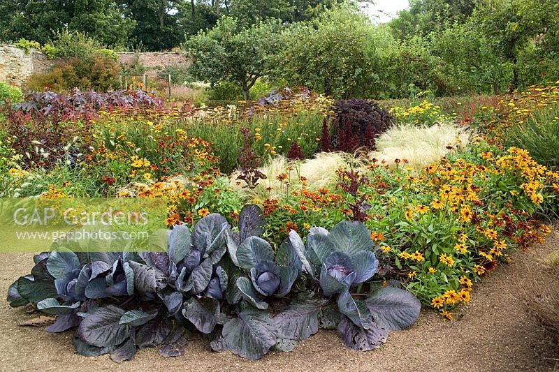Jardin clos de Cambo, Fife, Scotland, UK légumes, fleurs, automne, potager ornemental, murs du verger, chemins