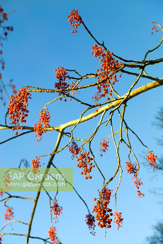 Idesia polycarpa (Idesia, arbre iigiri). Arbre à feuilles caduques originaire de Chine avec des fruits rouges en automne / hiver