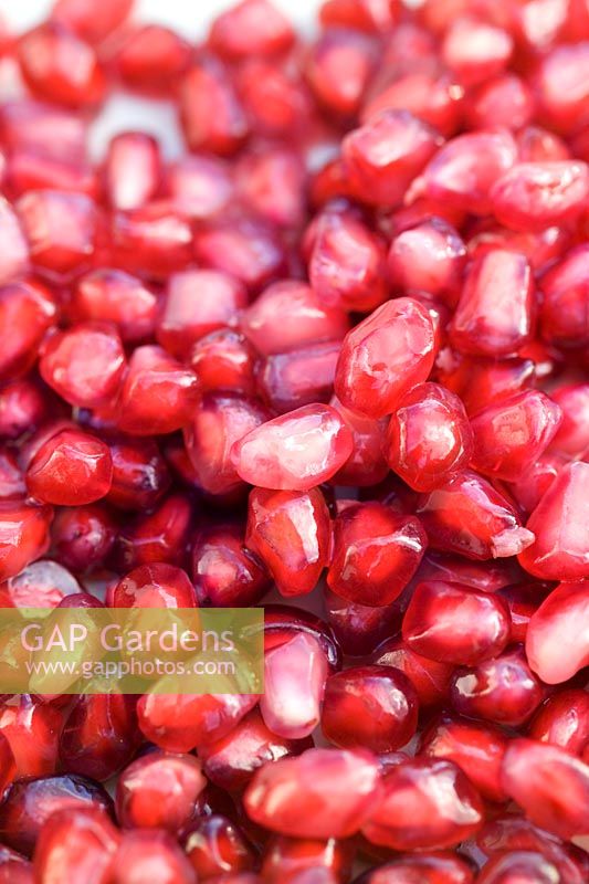 Close up de Grenade Punica granatum rose rouge couleur graines comestibles mûres