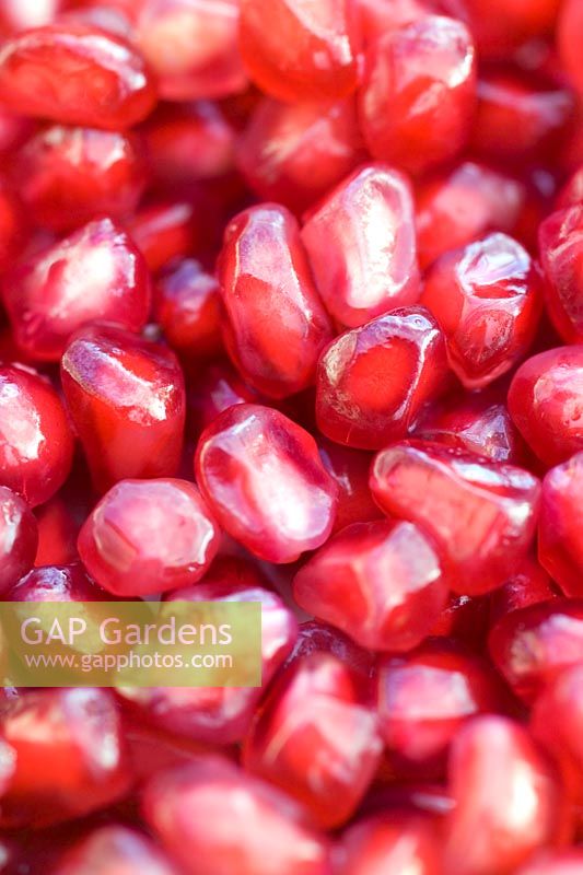 Close up de grenade (Punica granatum) graines comestibles mûres de couleur rose rouge