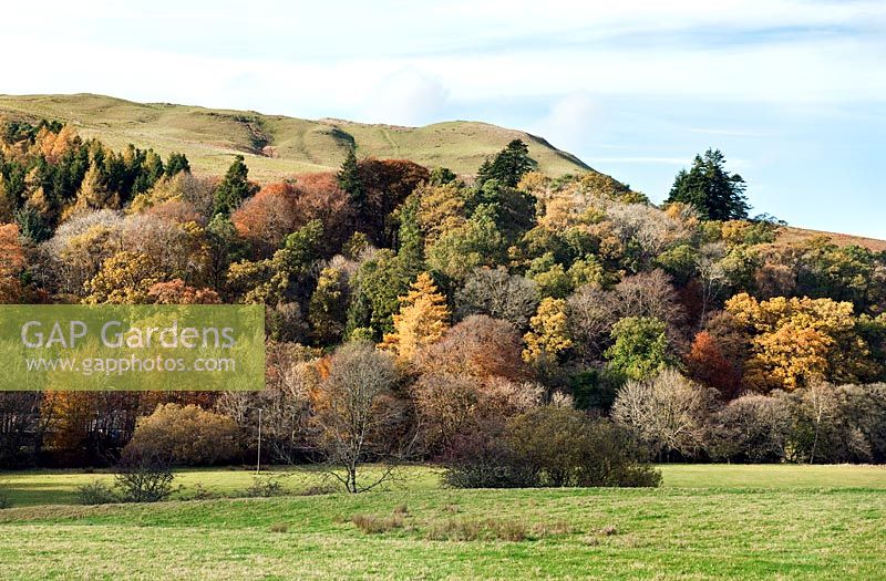 Hiilside boisé avec couleur d'automne dans l'Ayrshire, Ecosse