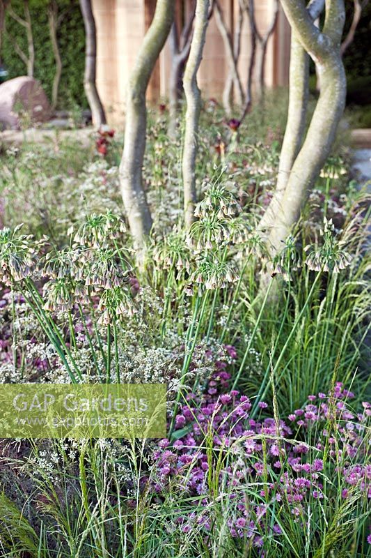 Nature et intervention humaine, le jardin Laurent-Perrier de Luciano Giubbilei au RHS Chelsea Flower Show 2011