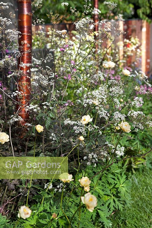 Jardin Winds of Change par Jamie Dunstan au RHS Chelsea Flower Show 2011. Parterre de fleurs avec Anthriscus sylvestris 'Ravenswing'