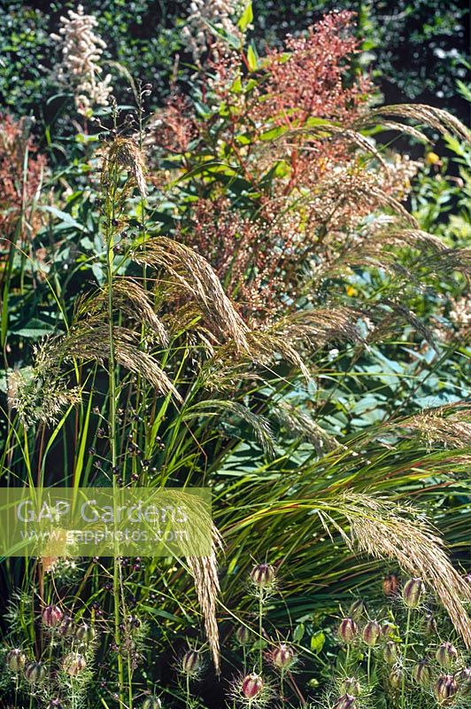 Deschampsia caespitosa Tussock Grass poussant dans un parterre de fin d'été avec d'autres plantes vivaces