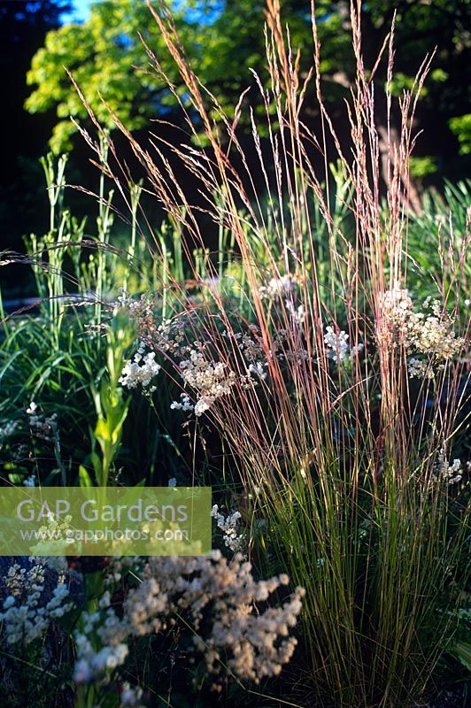 Festuca sp Fétuque poussant en parterre de fleurs vivaces d'été