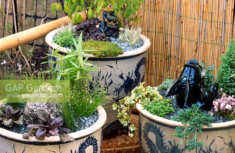 Jardins de style oriental miniatures dans de grands pots en céramique chinois avec Ajuga Ivy Cypress Equisetum herbe ornementale