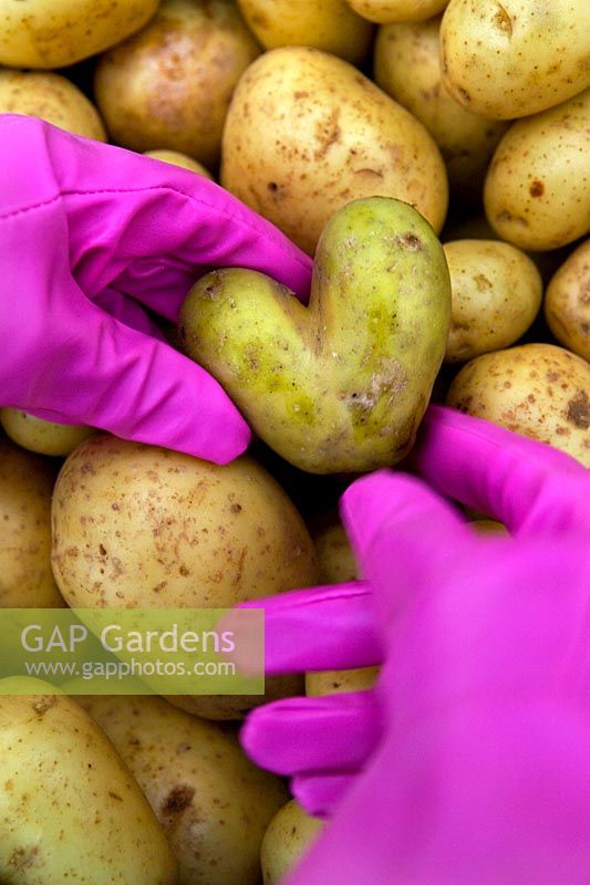 Pomme de terre en forme de coeur tenue par les mains avec des gants de jardinage rose magenta