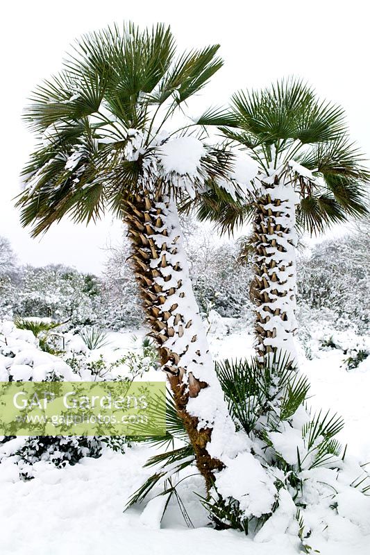 Chamaerops humilis (palmier nain) avec couverture de neige près du jardin méditerranéen. RBG Kew en hiver