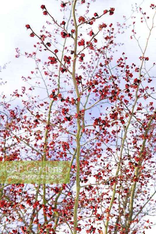 Parrotia persica à fleurs rouges émergeant en hiver