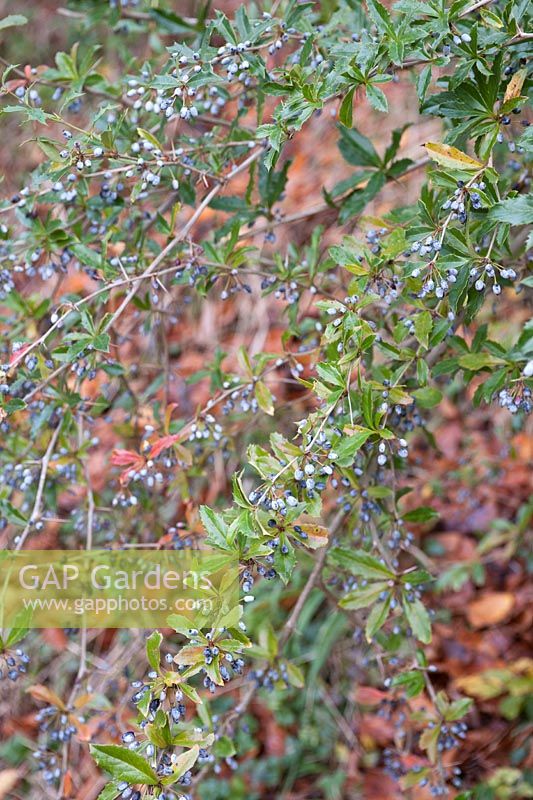 Berberis pruinosa (LW123) ((Hollygreen barberry) baies bleues et feuillage persistant de llanceolate