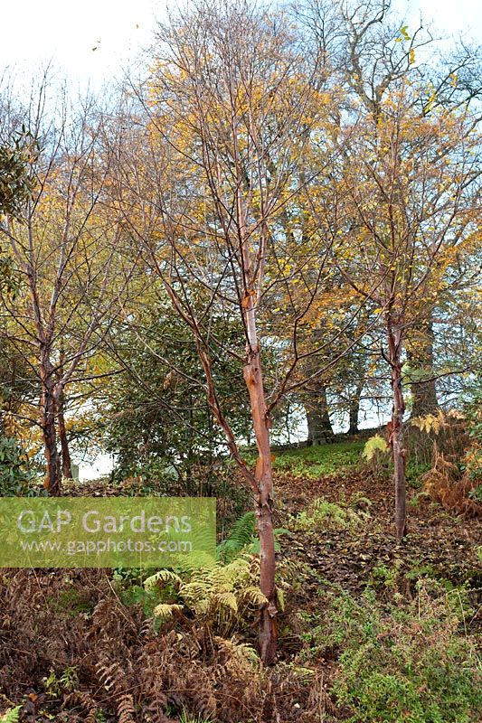 Stand de Betula utilis (bouleau de l'Himalaya) à Howick Hall Arboretum, Northumberland.