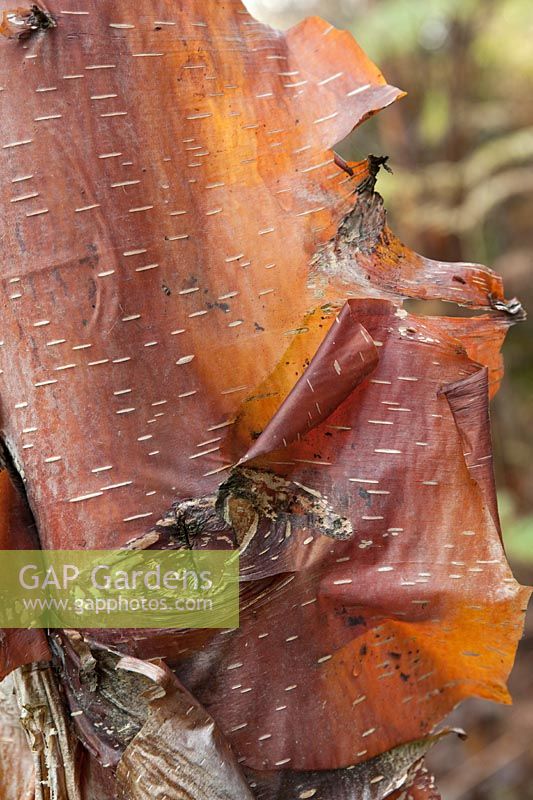 Close up de Betula utilis (bouleau de l'Himalaya, AJW76) écorce écaillée cuivrée