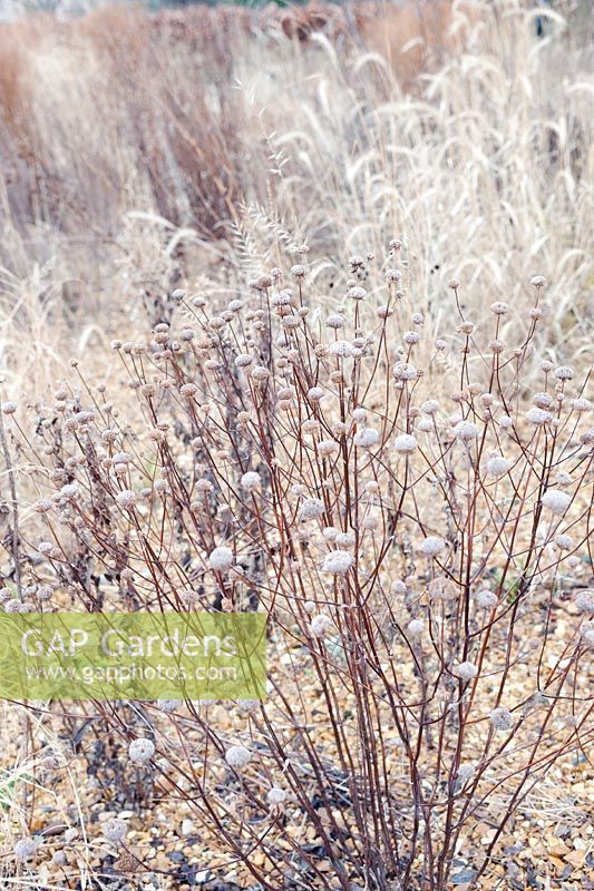 Monarda fistulosa avec des graines de Liatris spicata en hiver