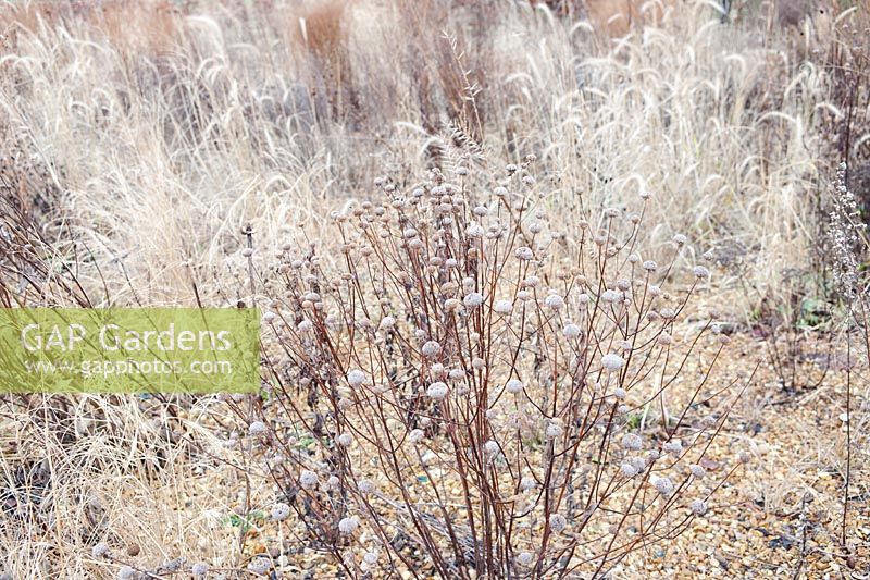 Monarda fistulosa avec des graines de Liatris spicata en hiver