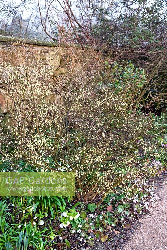 Chimonanthus praecox (wintersweet), Leucojum vernum (flocon de neige de printemps) et Anemone blanda (windflower d'hiver)