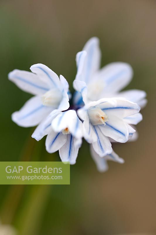 Puschkinia scilloides var. libanotica 'Alba'