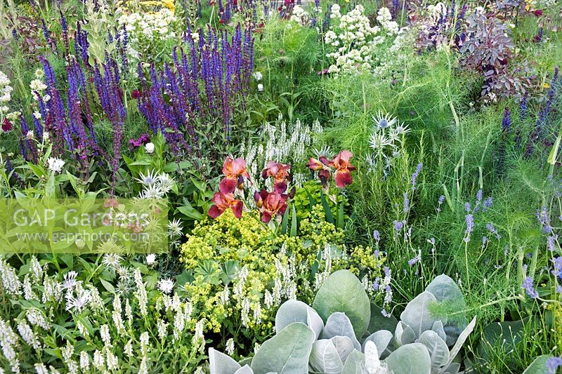 Parterre de fleurs en fleurs dans le Times Eureka Garden en association avec le Royal Botanic Gardens, Kew conçu par Marcus Barnett