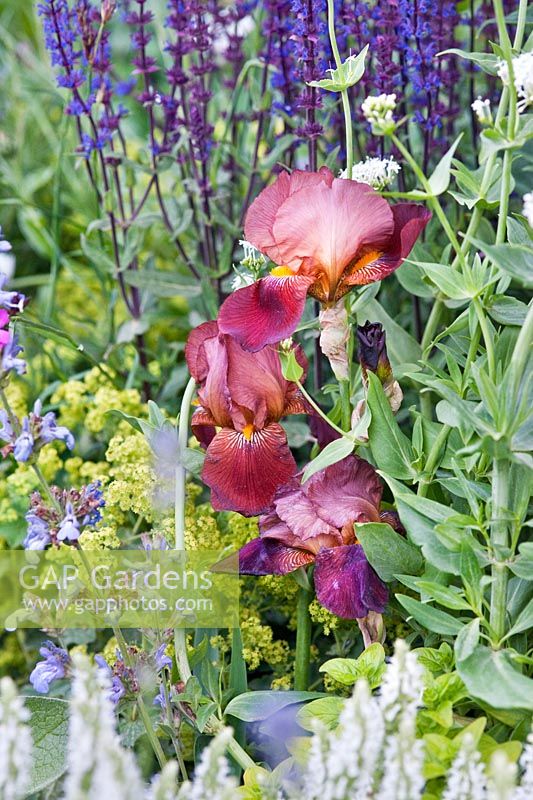 Iris barbu dans le Times Eureka Garden en association avec le Royal Botanic Gardens, Kew conçu par Marcus Barnett