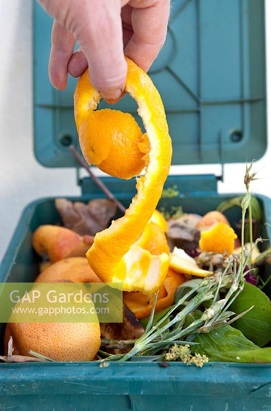 Bac à compost avec écorces d'orange et peaux de pamplemousse