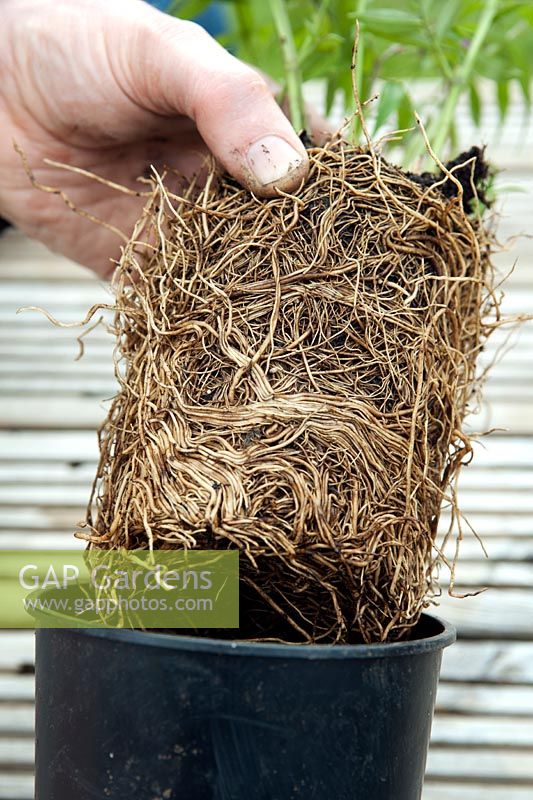 Jardinier tirant une plante liée aux racines de son pot