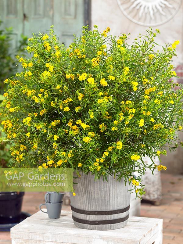 Hypericum Buttercup en pot