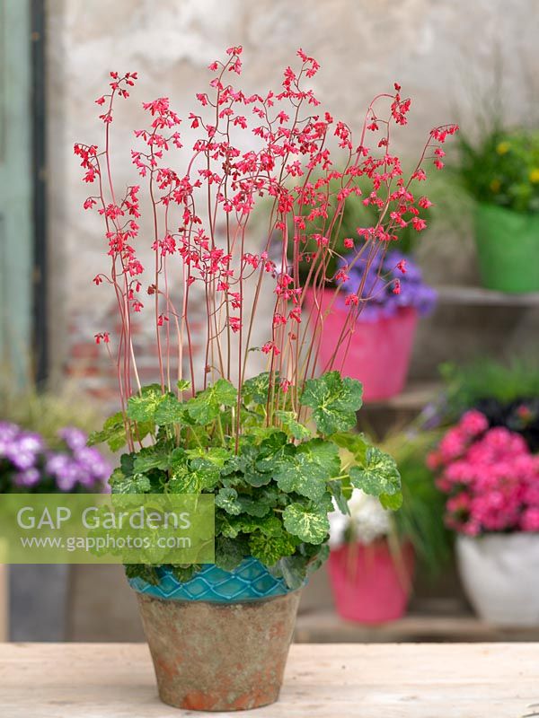 Heuchera Hercules en pot