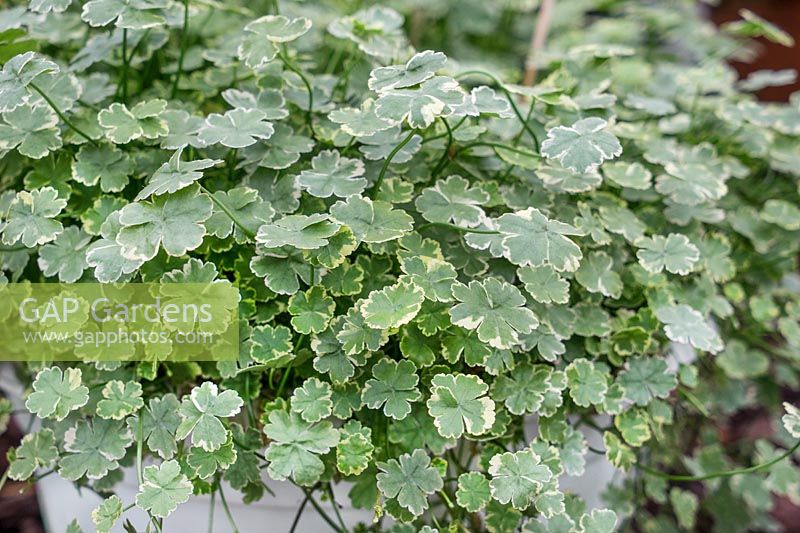 Hydrocotyle panaché