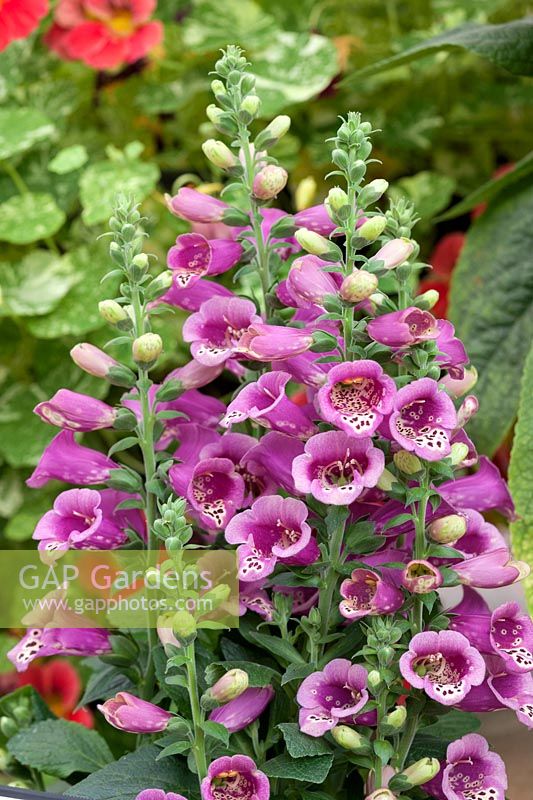 Digitalis Carousel Purple