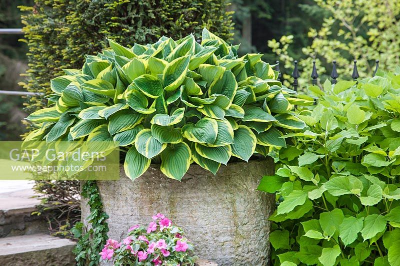 Cache-pots avec Hosta et Impatiens