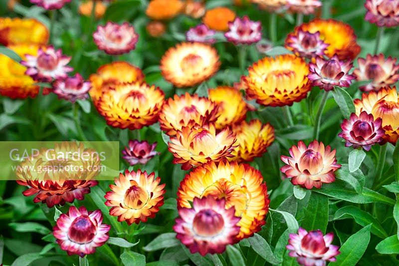 Xerochrysum Mohave ® Abricot