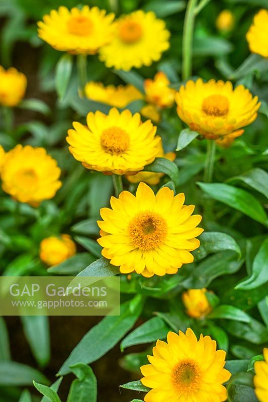 Panier Xerochrysum Mohave ® Jaune