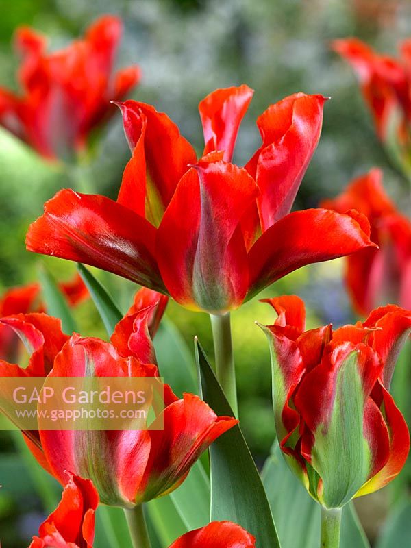 Tulipa viridiflora Pimpernel